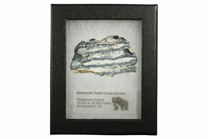 Mammoth Molar Slice With Case - South Carolina #349968